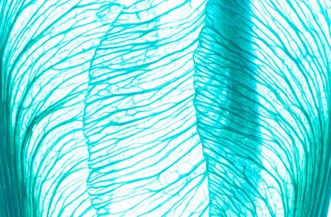 Wings in blue Stock Photos