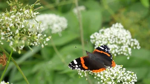 Wings of a butterfly Video stock 117336637