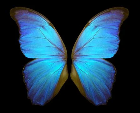 Wings of a butterfly Morpho. Stock Photos