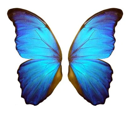 Wings of a butterfly Morpho. Stock Photos