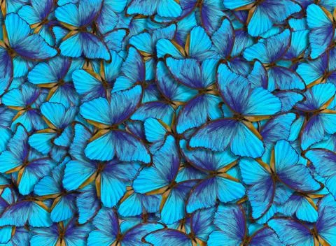 Wings of a butterfly Morpho. Stock Photos