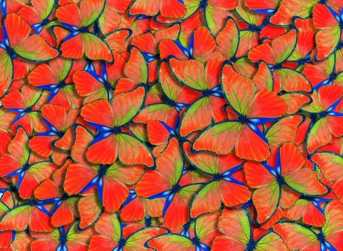 Wings of a butterfly Morpho. Foto stock