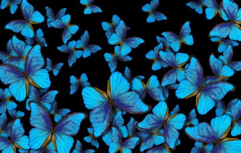 Wings of a butterfly Morpho. Stock Photos