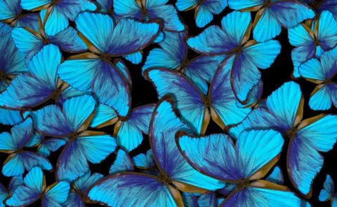 Wings of a butterfly Morpho. Stock Photos