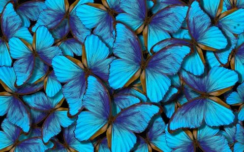Wings of a butterfly Morpho Foto stock