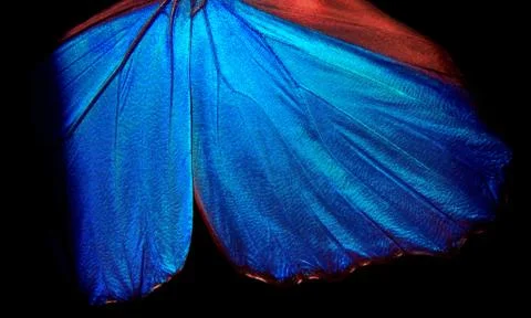 Wings of a butterfly Morpho texture background. Morpho butterfly. Stock Photos