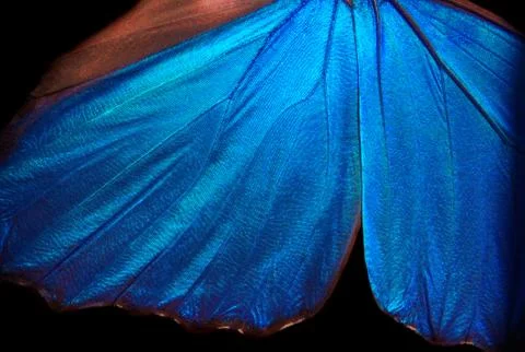 Wings of a butterfly Morpho texture background. Morpho butterfly. Stock Photos