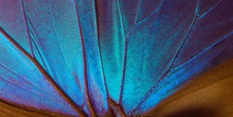 Wings of a butterfly Morpho texture background. Stock Photos