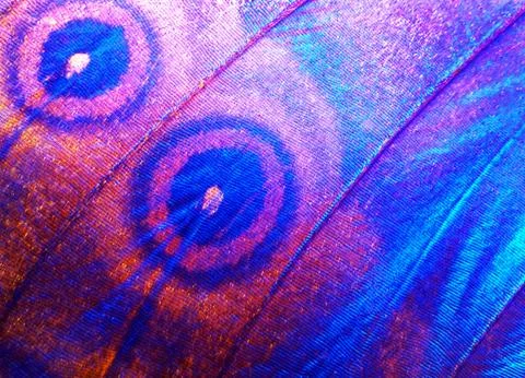 Wings of a butterfly Morpho texture background. Stock Photos