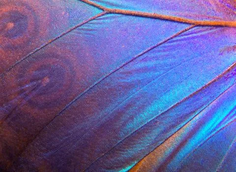 Wings of a butterfly Morpho texture background. Stock Photos