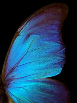 Wings of a butterfly Morpho texture background. Stock Photos