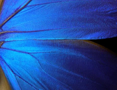 Wings of a butterfly Morpho texture background. Morpho butterfly Stock Photos