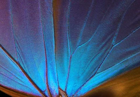 Wings of a butterfly Morpho texture background. Stock Photos