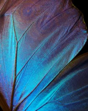 Wings of a butterfly Morpho texture background. Stock Photos