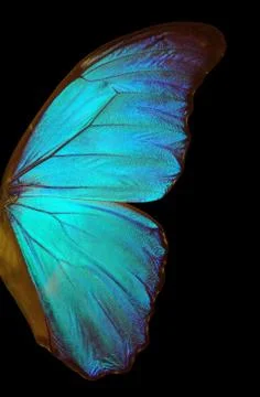 Wings of a butterfly Morpho texture background Stock Photos