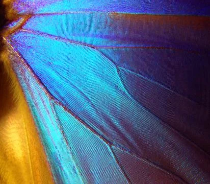 Wings of a butterfly Morpho texture background. Morpho butterfly Foto stock