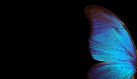Wings of a butterfly Morpho texture background. Morpho butterfly Stock Photos