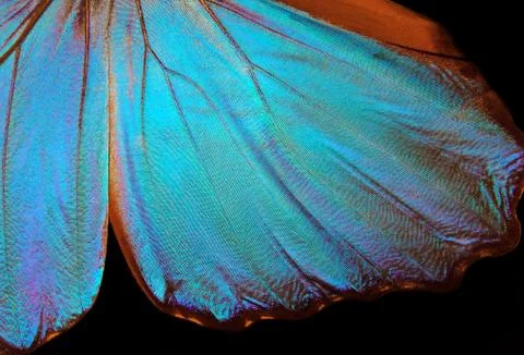Wings of a butterfly Morpho texture background. Morpho butterfly Stock Photos