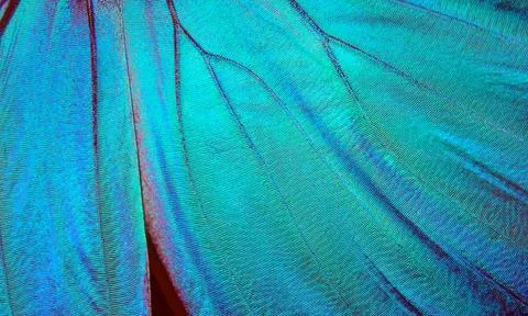 Wings of a butterfly Morpho texture background. Morpho butterfly Stock Photos
