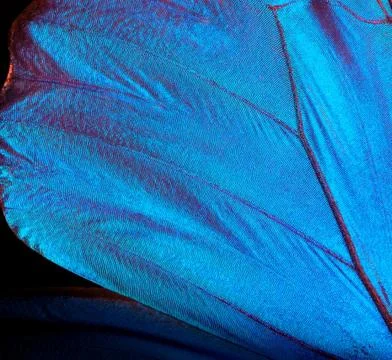 Wings of a butterfly Morpho texture background. Morpho butterfly Stock Photos