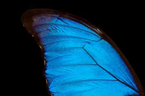 Wings of a butterfly Morpho texture background. Stock Photos