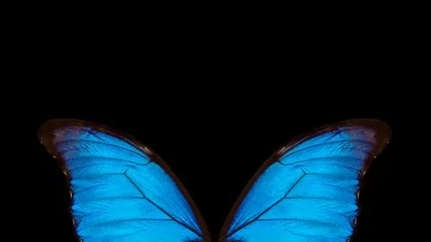 Wings of a butterfly Morpho texture background Stock Photos