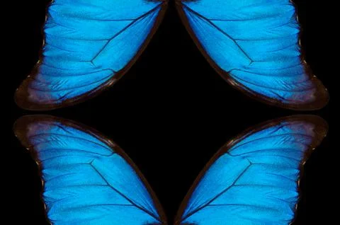 Wings of a butterfly Morpho texture background Stock Photos