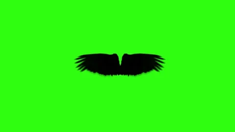 Wings on a chroma key. Wings on a green background Stock Footage 148672532