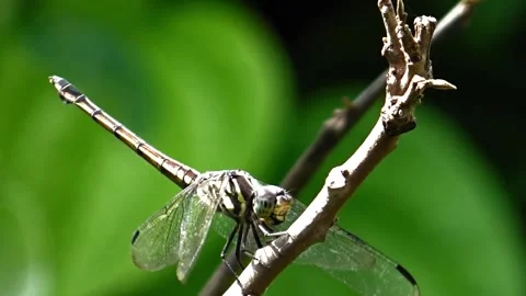 The wings of a dragonfly are blown by the wind Stock Footage 305188943