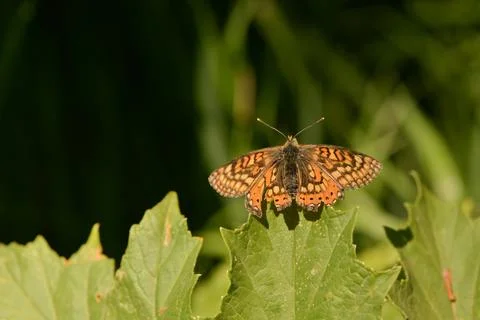 Wings of Elegance Foto stock