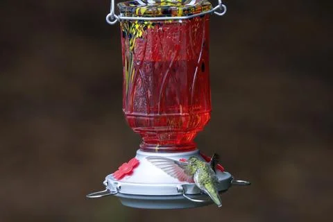 Wings Flapping Stock Photos