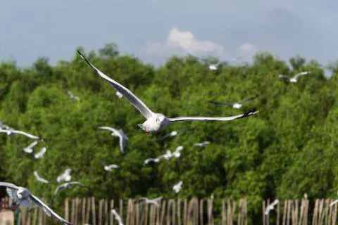 Wings flying in a single individual. Stock Photos