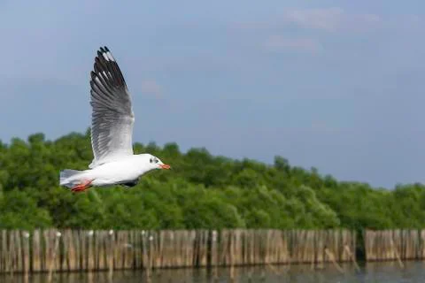 Wings flying in the sky Stock Photos