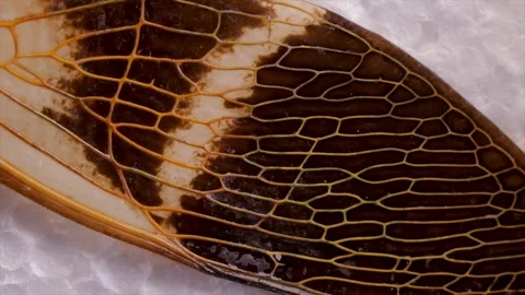 Wings of an insect close up bug biology. Detailed view of the veins of a cicada  Stock Footage 120583334