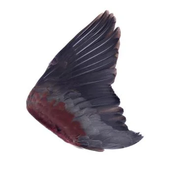 Wings isolated on white background Stock Photos