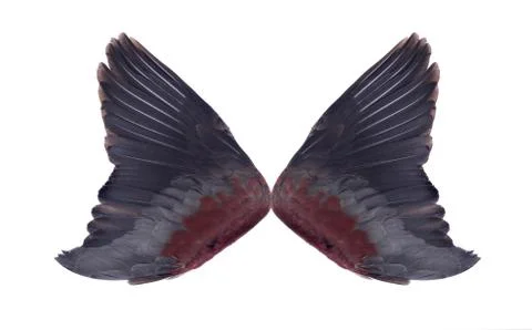 Wings isolated on white background Stock Photos