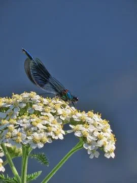 Wings of Midnight Blue Stock Photos