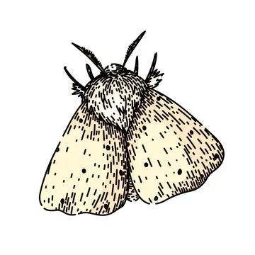 Wings night moth sketch hand drawn vector Stock Illustration