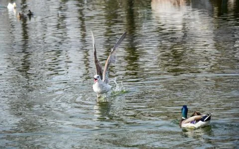 Wings open and shouting water bird on the water surface Stock Photos