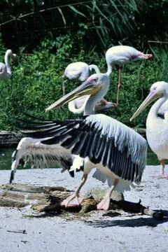 Wings of pelican Stock Photos