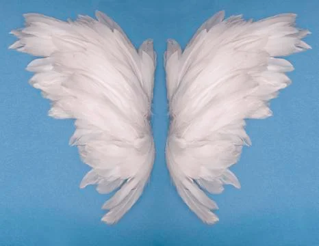 Wings Stock Photos