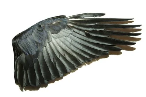 Wings Stock Photos