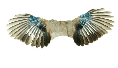 Wings Foto stock