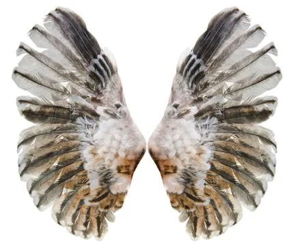 Wings Stock Photos