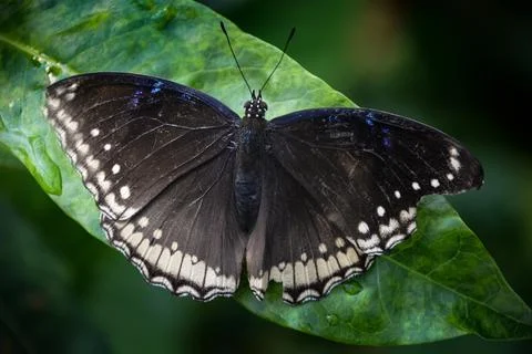 The wings Stock Photos