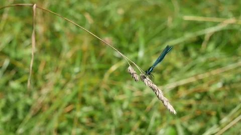 Wings of a river dragonfly. 動画素材 117049835
