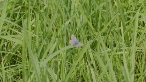 Wings of a Silver-studded Blue Butterfly. 스톡 동영상 80719497