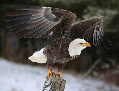 Wings spread bald eagle Stock Photos