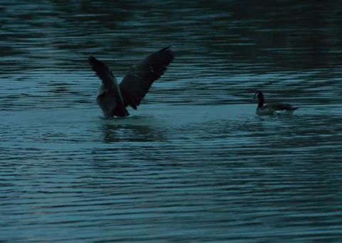 Wings spread Stock Photos
