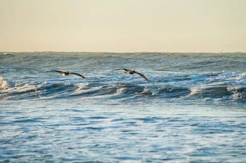Wings spread to surf the waves. Stock Photos